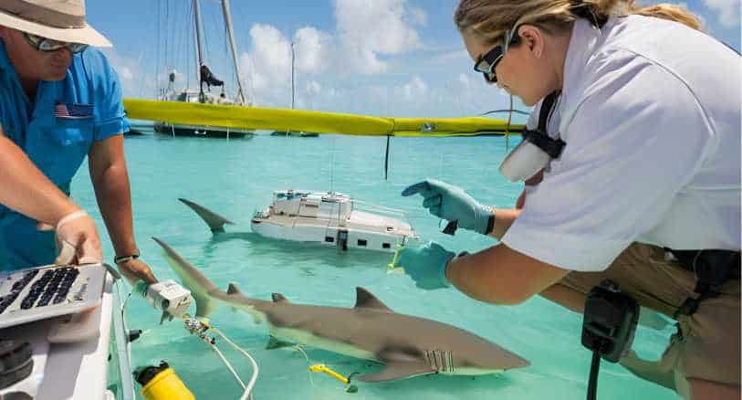 marine_scientists_protect_lemon_sharks