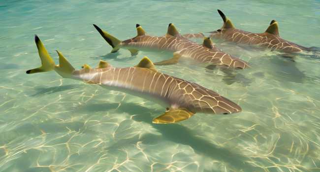 lemon_shark_communication_body_language_interaction