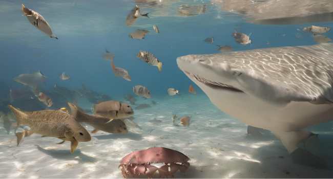 lemon_shark_predator_prey_diet_illustration