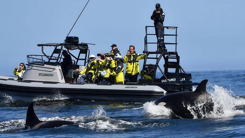 Gemini WR880 whale watcher Southern Right Charters ash appleby @ RIBs ONLY - Home of the Rigid Inflatable Boat