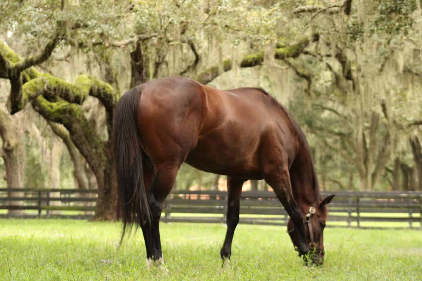 Triad Thoroughbred Management
