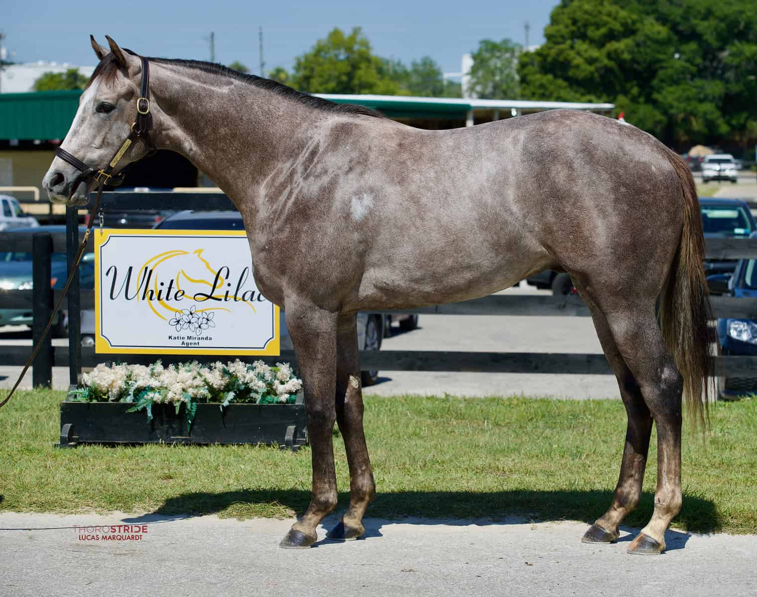 OBSJUN24_Hip 645_First Charmer 22