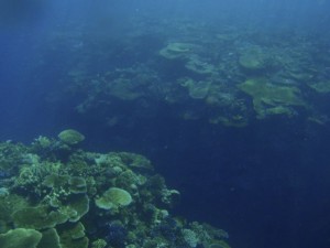 Snorkelling Adventures with Island Spirit