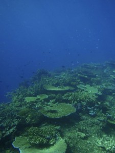 Snorkelling Adventures with Island Spirit