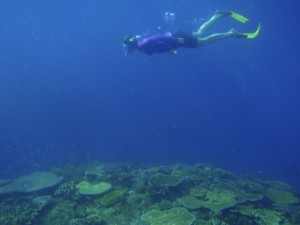 Snorkelling Adventures with Island Spirit