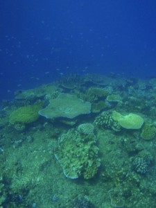 Snorkelling Adventures with Island Spirit