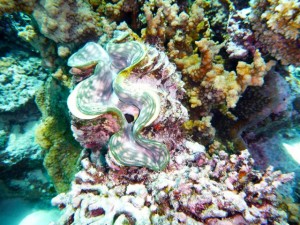 Island Spirit Responsible travel fiji coral reef gardening