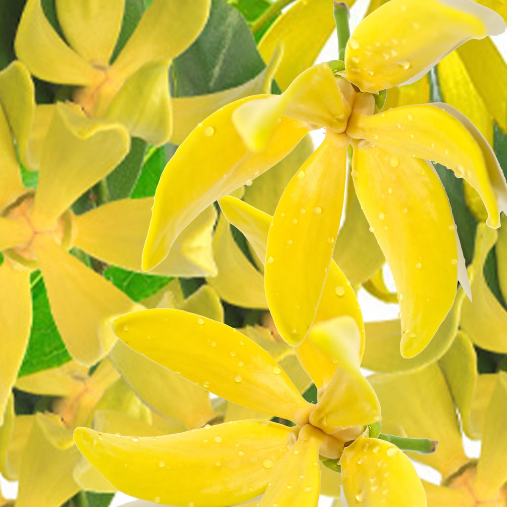 Ylang-Ylang note – floral sensual depth