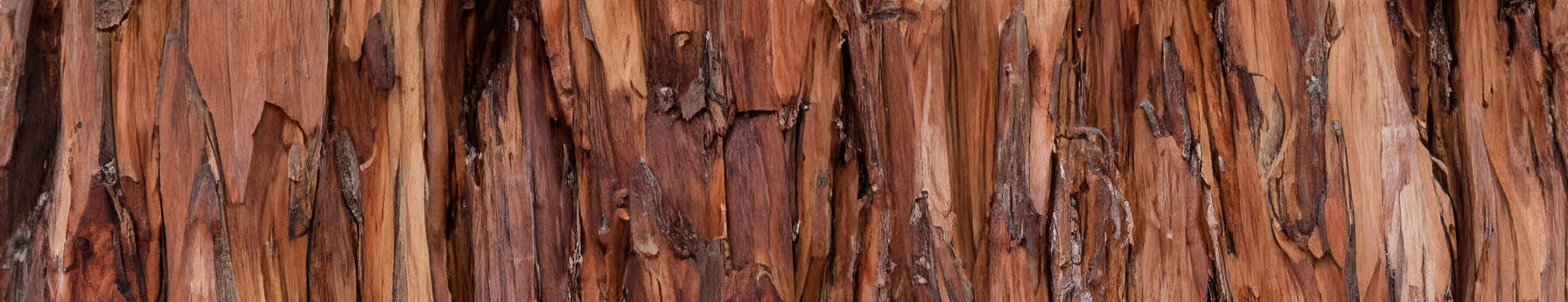 Cedarwood note – warm, woody aroma adding strength and refined dryness to the base