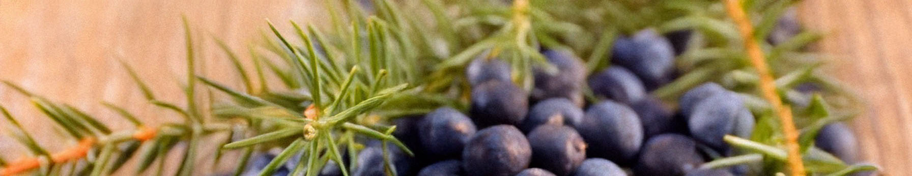 Juniper Berries note – woody, aromatic freshness evoking coniferous clarity and cool air