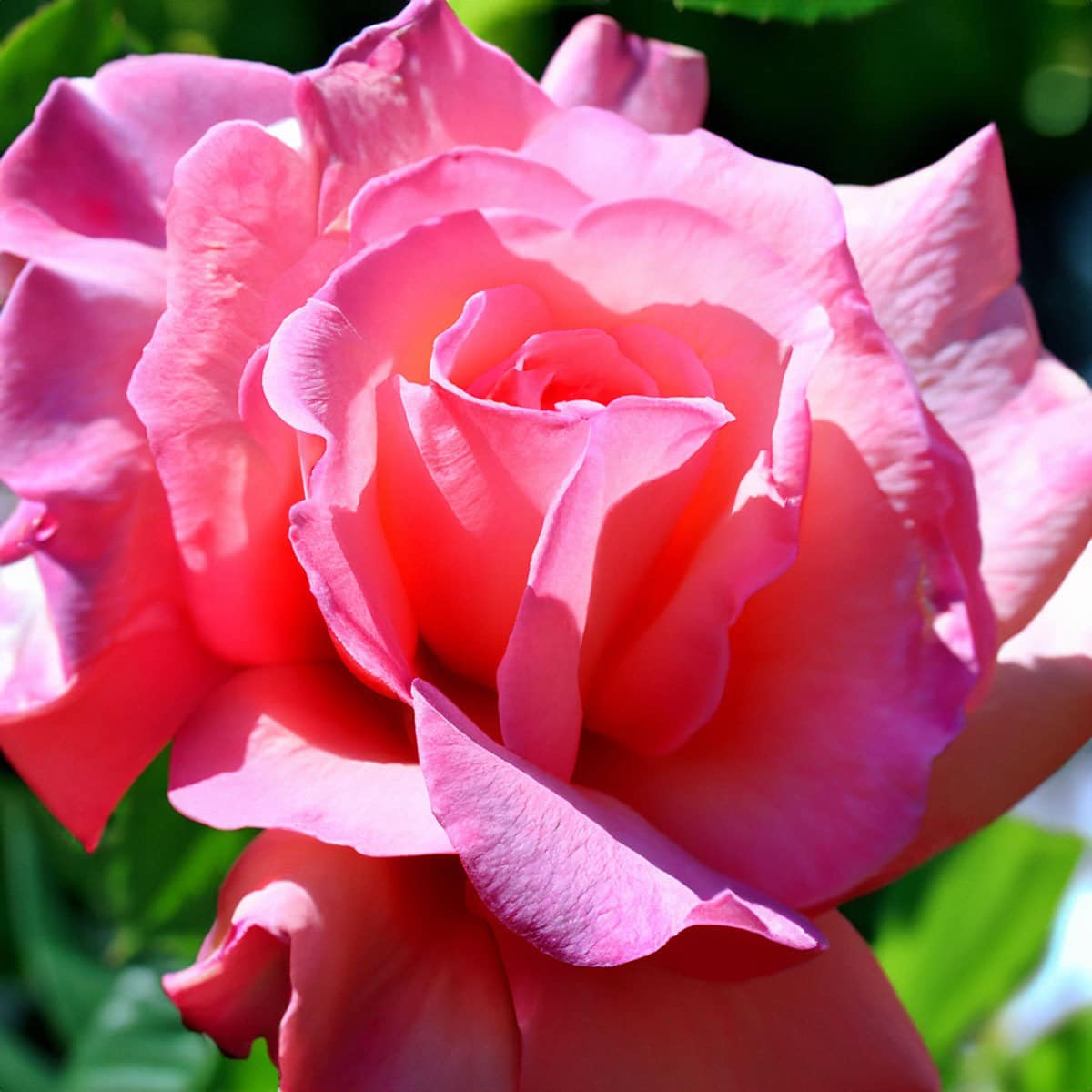Centifolia Rose note – delicate floral depth