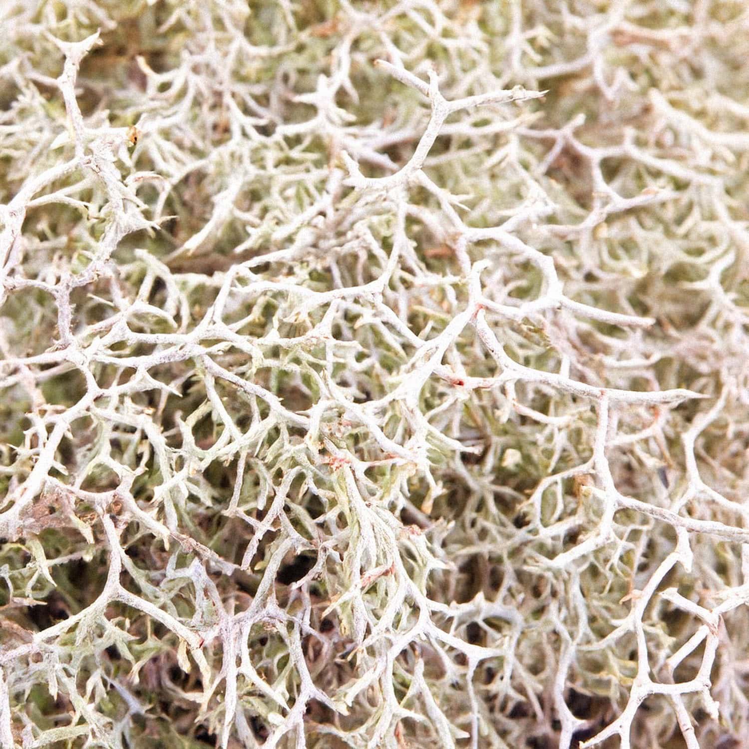 Oakmoss Absolute
