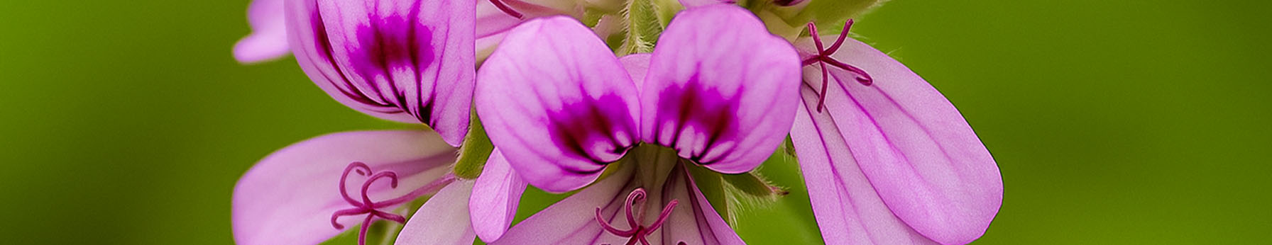 Bourbon Geranium Essential Oil