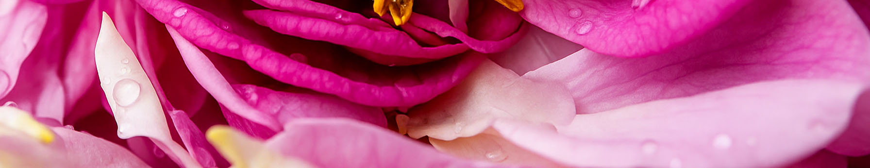 Damascena Rose Absolute
