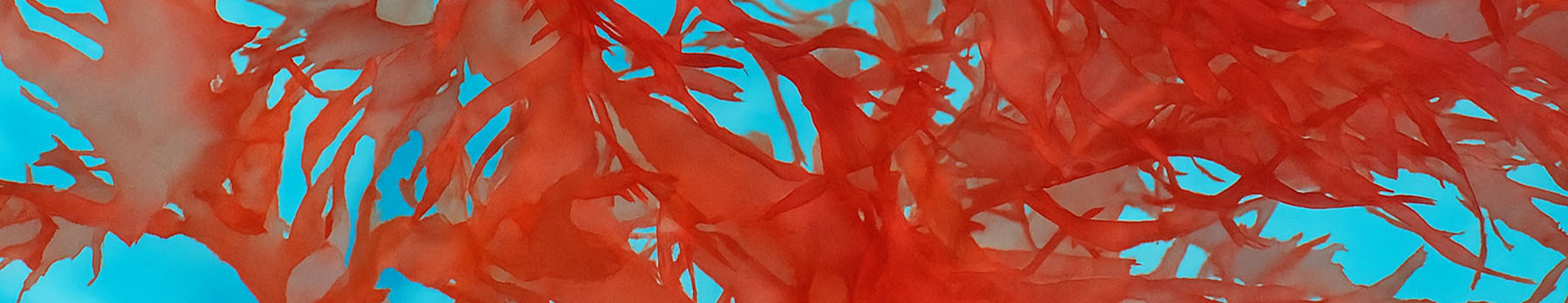 Red Seaweed Pure Jungle Essence™