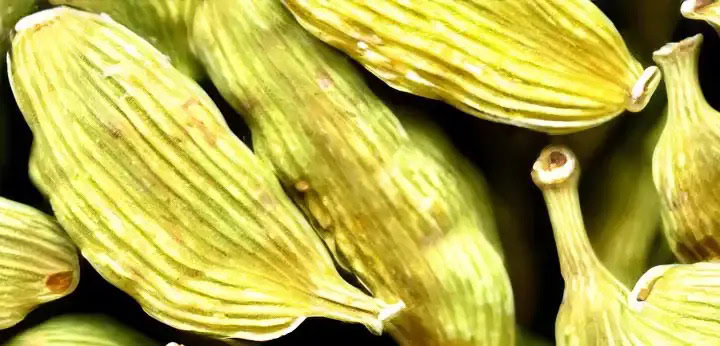 Cardamom – spicy top note in Replica Chasing Sunsets