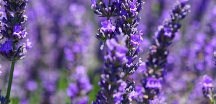 Lavender note – fresh soothing aroma