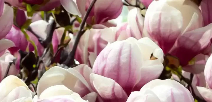 Magnolia note – delicate floral softness