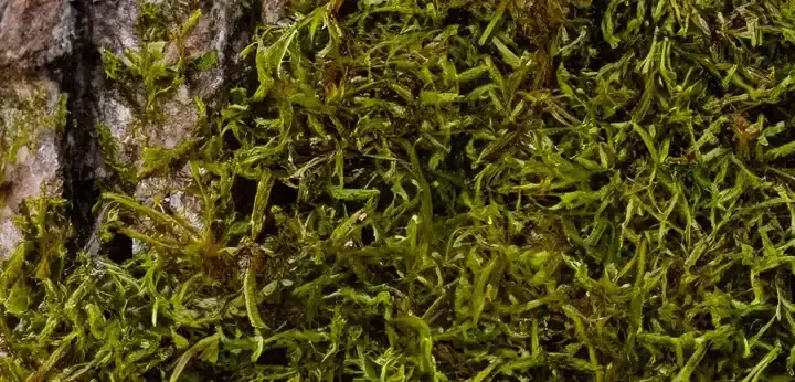 Oakmoss – earthy base
