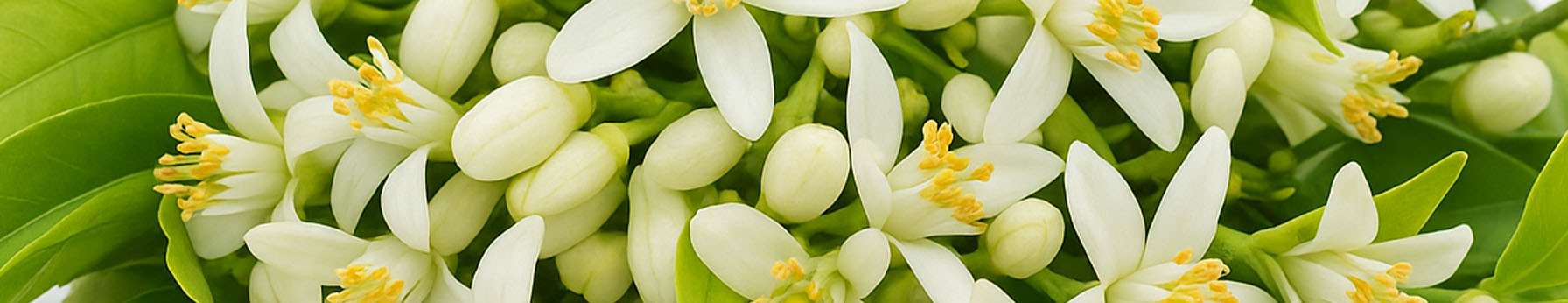 Orange Blossom note – luminous floral glow