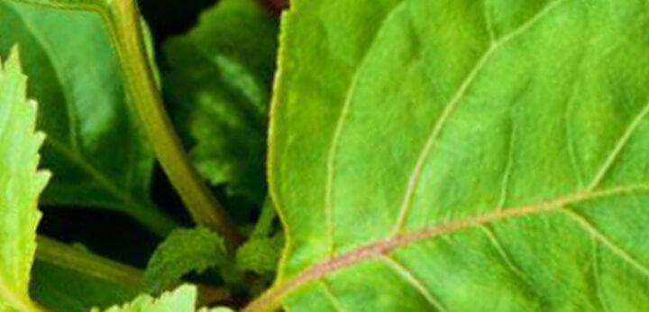 Patchouli – earthy woody base