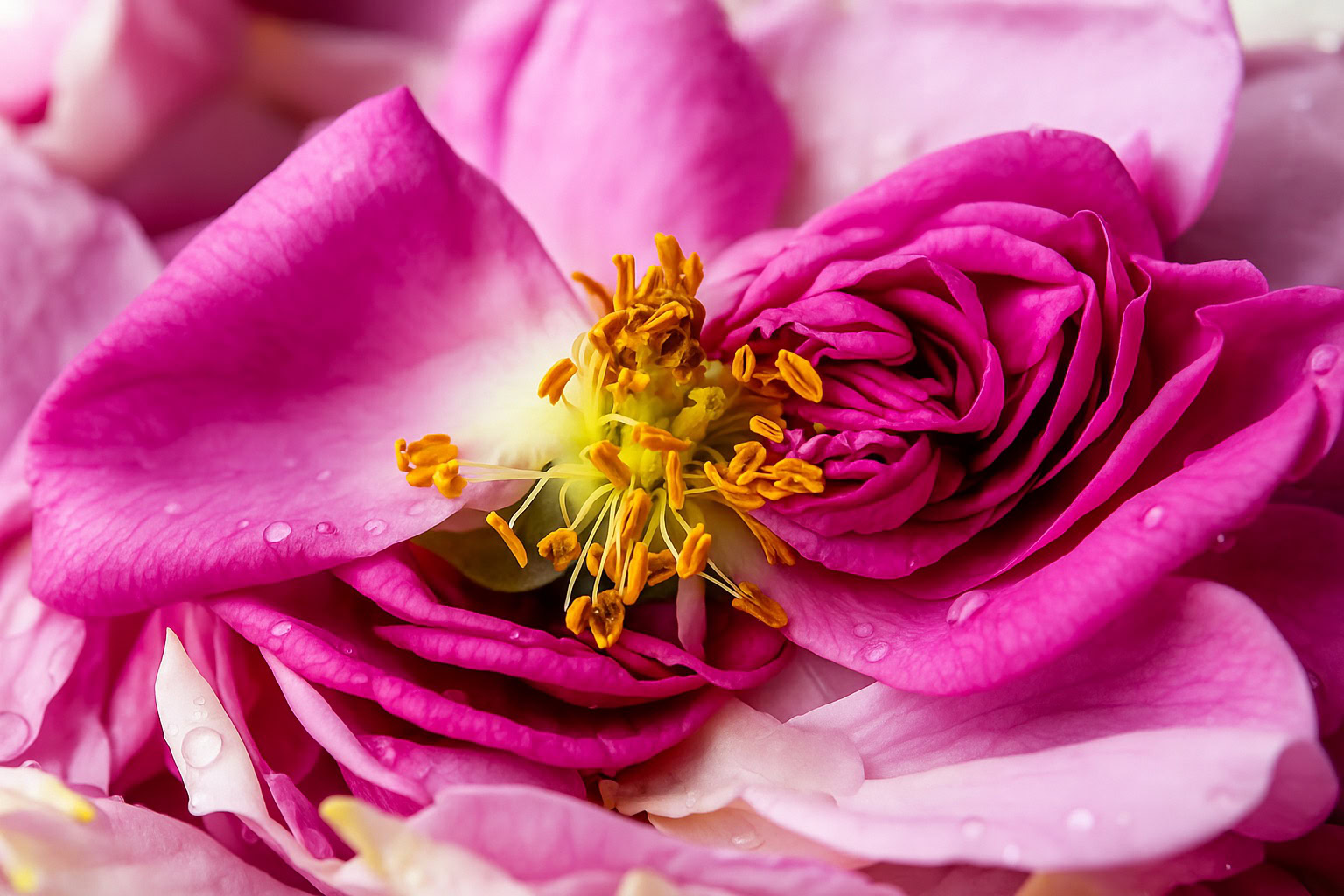 May Rose Absolute – rich floral heart note