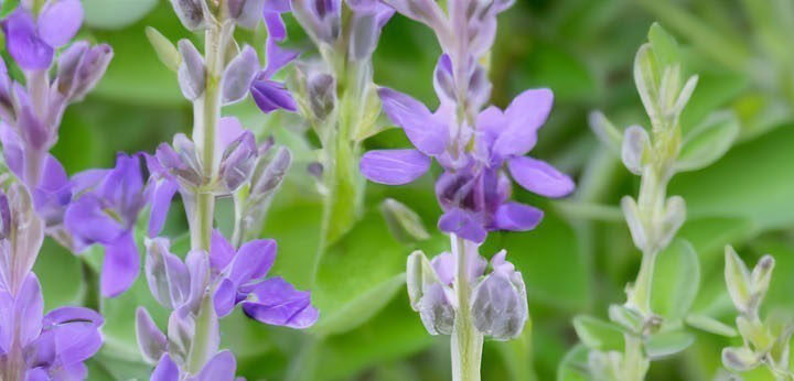 Sage note – aromatic green freshness