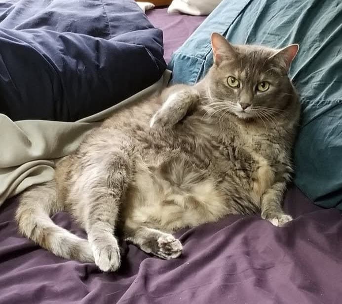 Kora