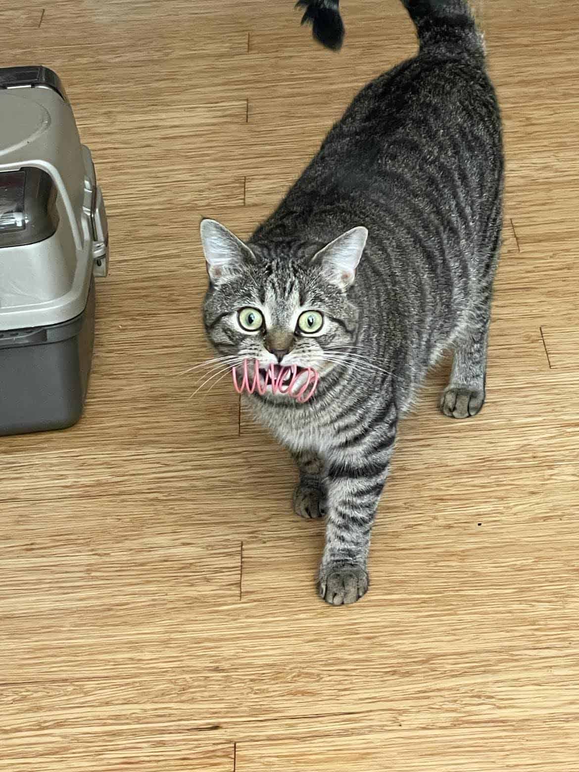 Odin