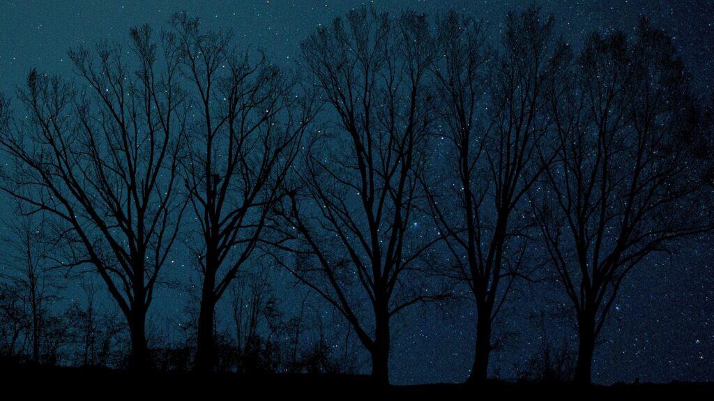 Starry night sky with silhouetted trees, emphasizing tranquility and nature.