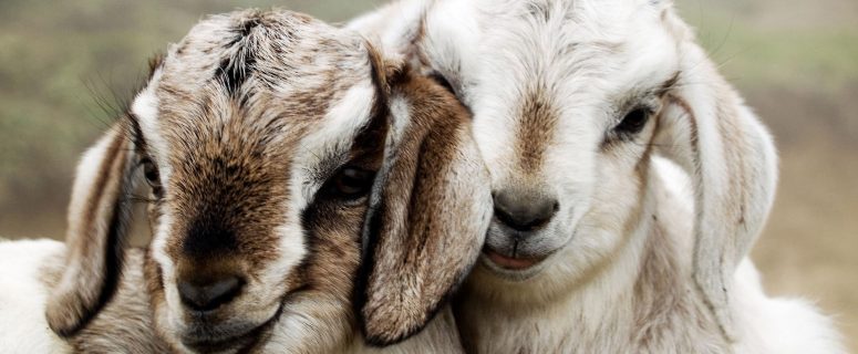 This Family Saw A Baby Goat Listed For Free. Nothing Could Prepare Them For When They Showed Up.