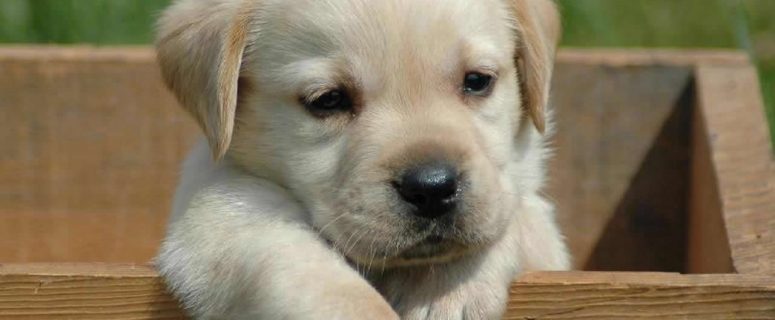 Kids Were Abusing This Poor Dog With Sticks. They Had No Idea What Was About To Happen… OMG