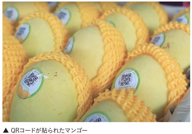 QRコードが貼られたマンゴー