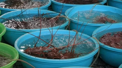 ベトナムで販売されるロブスター