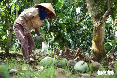ダックノン省のマンゴー農家