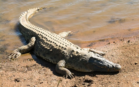 ベトナムに生息するワニ