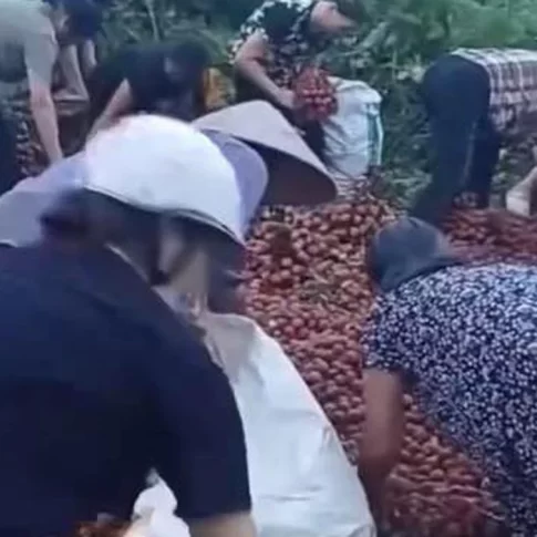 路上に散乱したライチを拾う住民