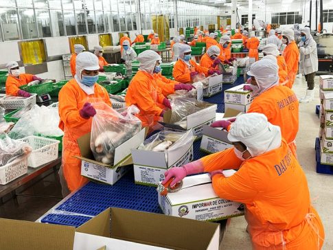 ベトナムの水産加工工場