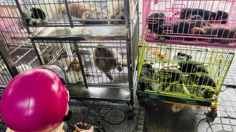 ホーチミン市最大の犬市場の様子