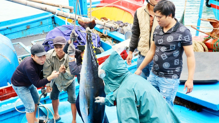 マグロの水揚げの様子