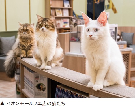 猫カフェ店内でくつろぐ猫