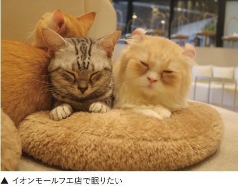 猫カフェ店内で居眠りする猫