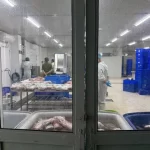 偽造和牛肉製造現場