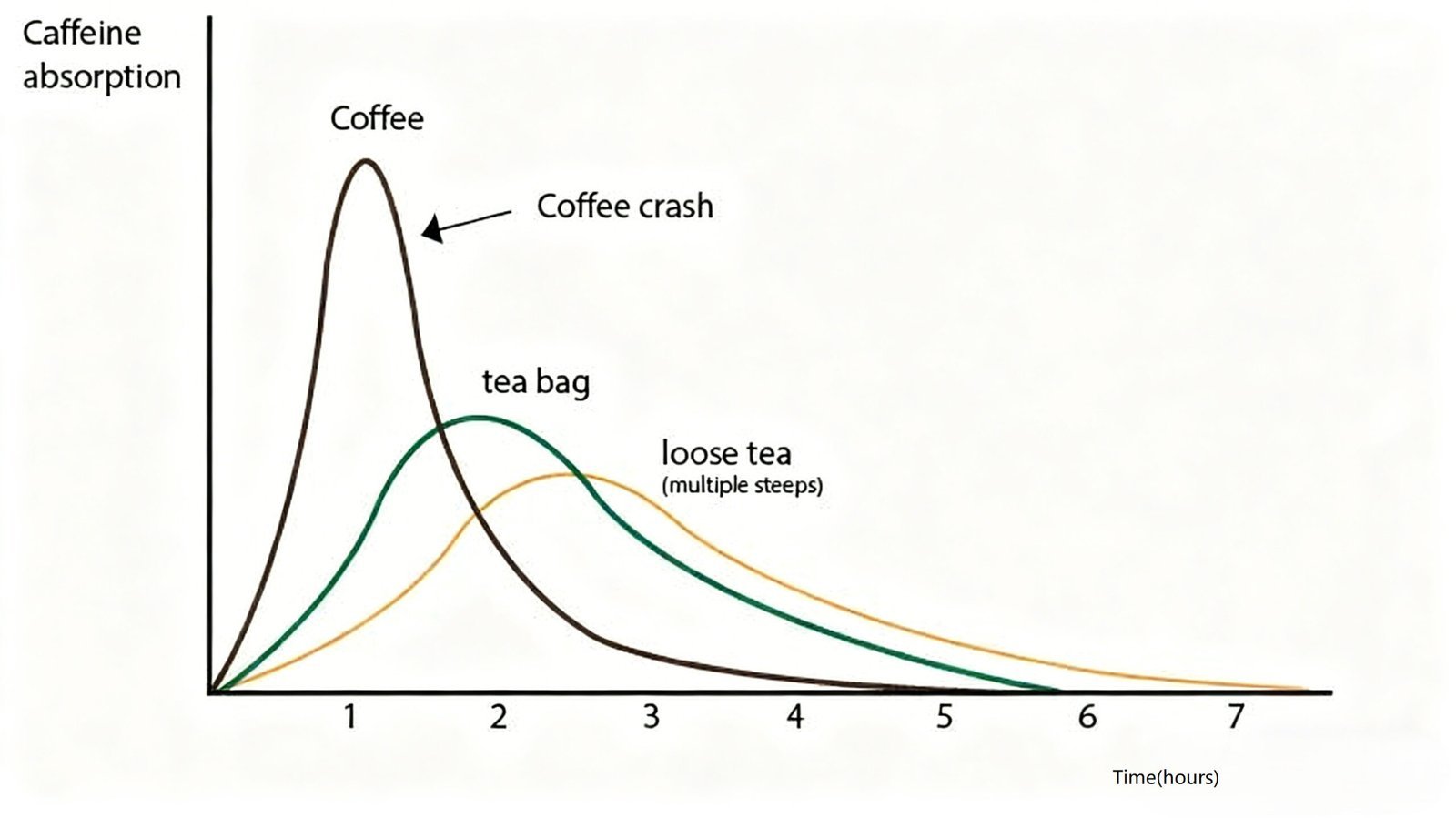 Plynulé uvolňování kofeinu z celolistového čaje oproti prudkému nárazu kávy
