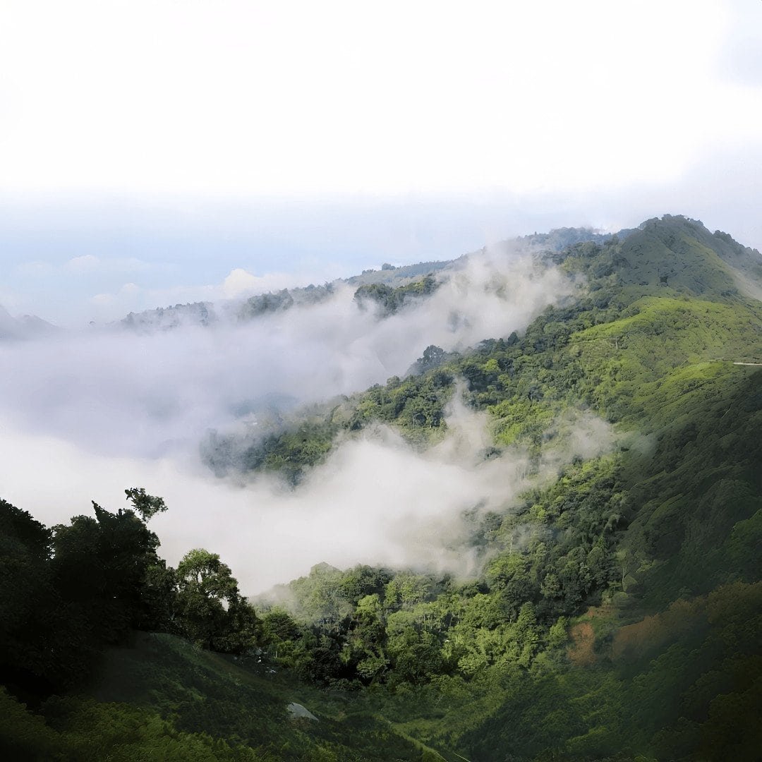 Moonlight Beauty hvid te