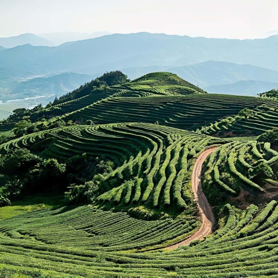 moonlight dragon pearl tea