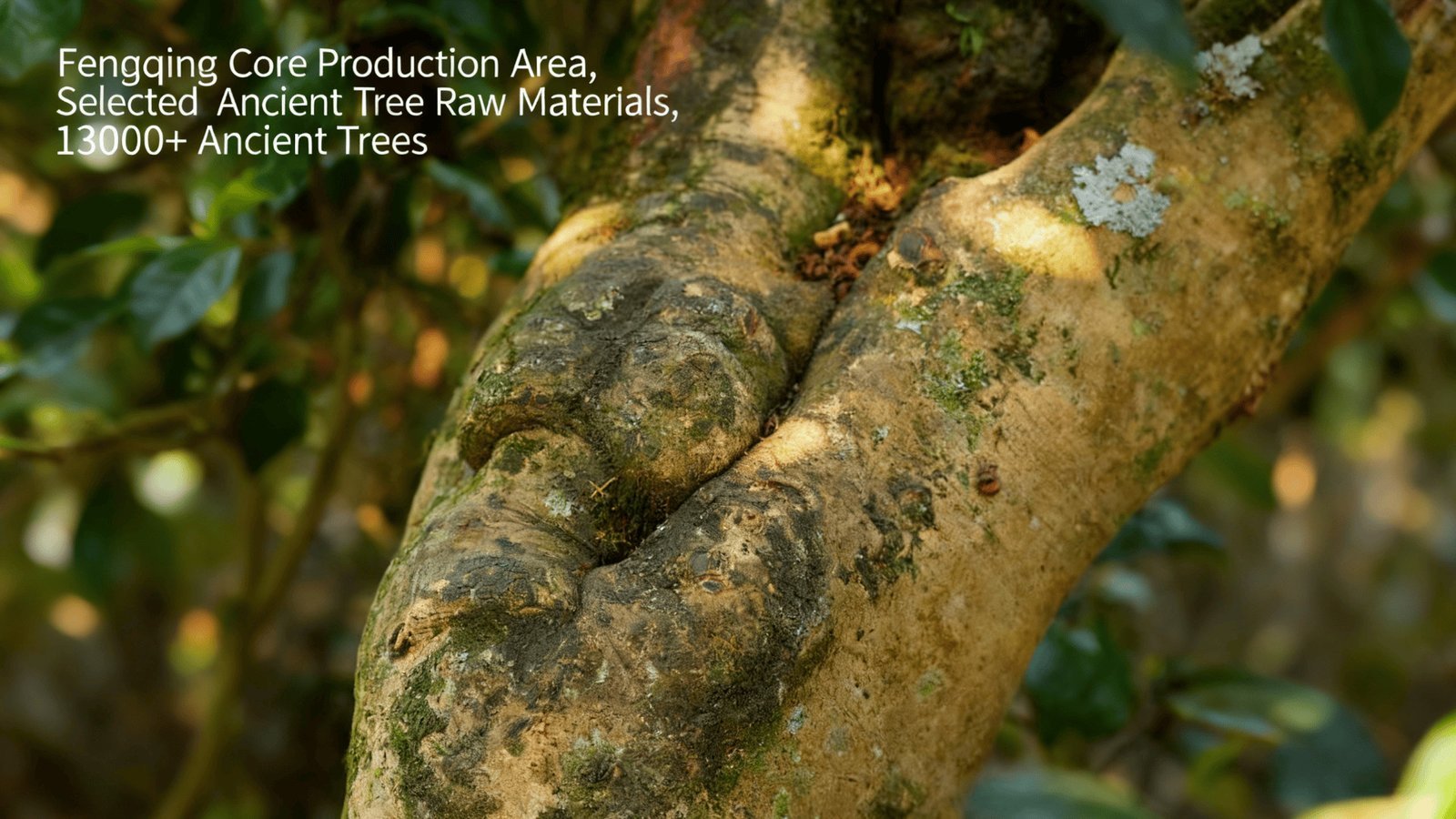 Zijuan μαύρο τσάι