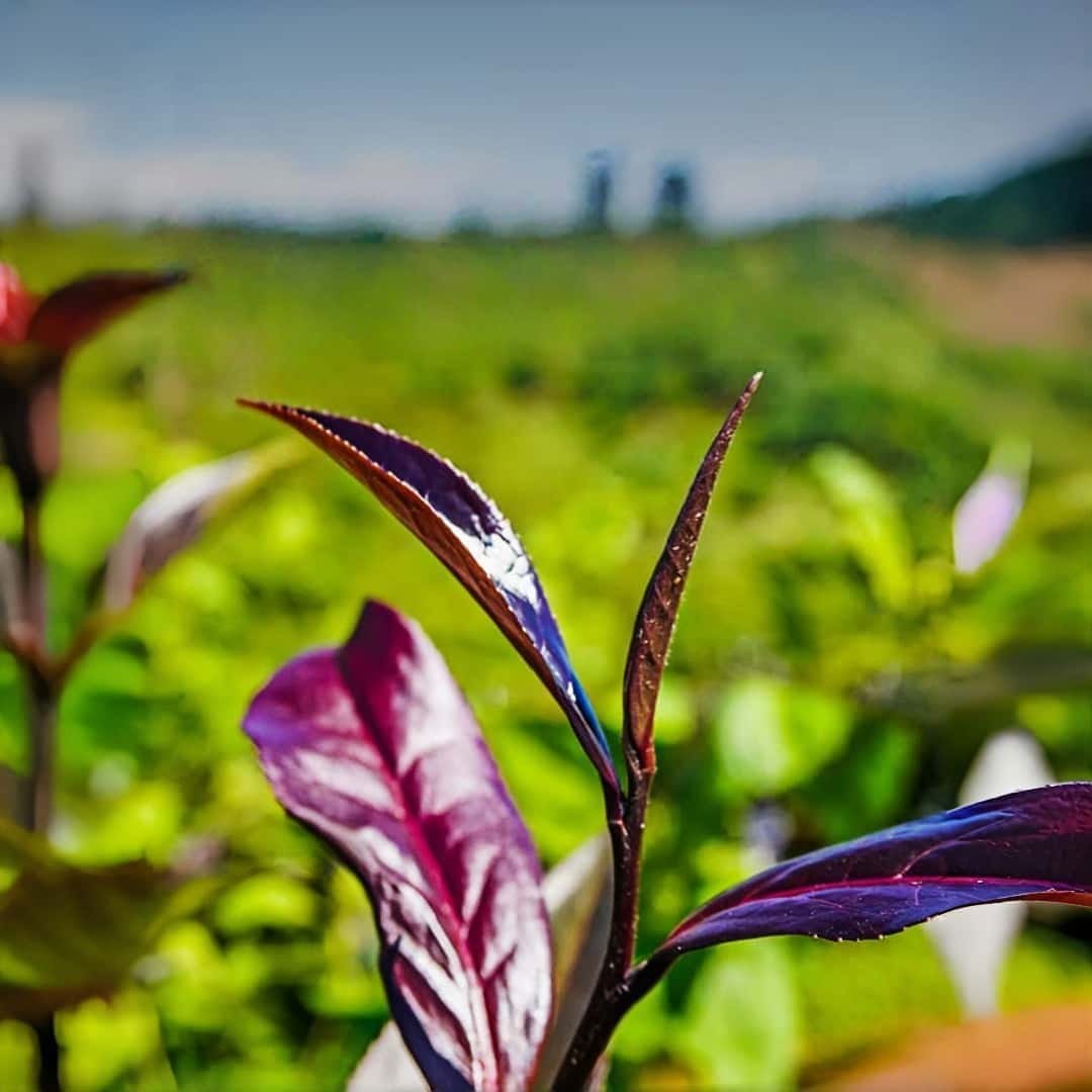 Zijuan μαύρο τσάι