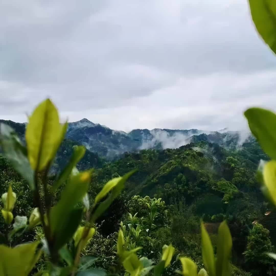 Thé noir Binglangxiang