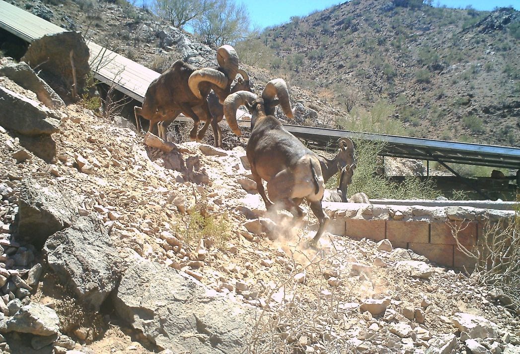 Bighorn sheep navigating rocky desert terrain in Mesa, AZ.